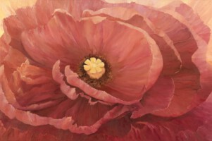 Pink Poppy <br>olieverf op doek<br>80 x 120<br>2009