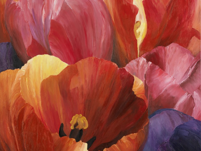 Tulpen uit Marknesse